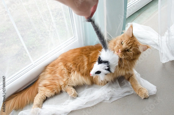 Obraz Young large red marble Maine coon cat playing with a toy