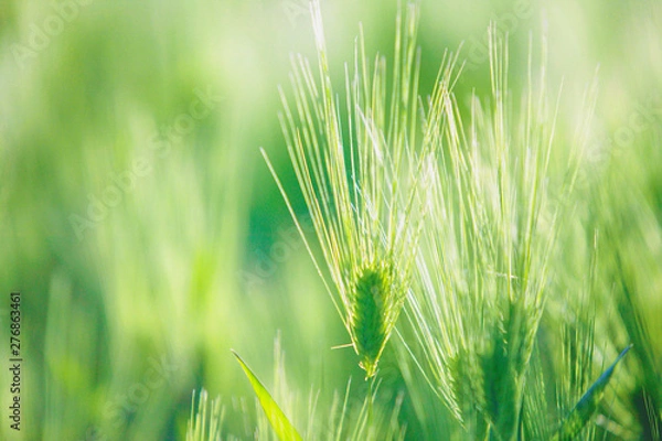 Fototapeta オオムギの穂