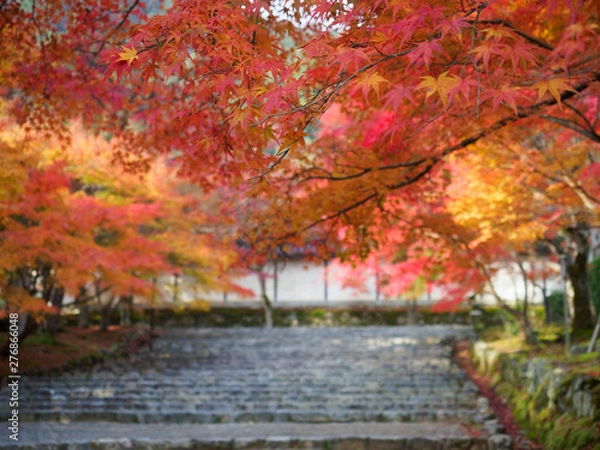 Fototapeta 京都　二尊院の紅葉