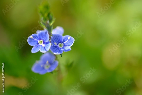 Obraz Gamander-Ehrenpreis Blüten