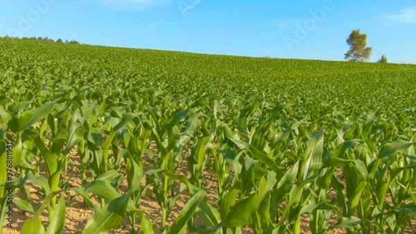 Fototapeta CLOSE UP: Corn sprouting out of the fertile soil in the serene countryside.