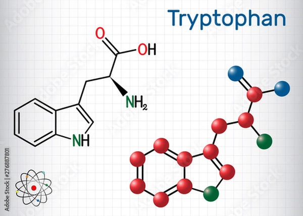 Fototapeta Tryptophan, Trp or W amino acid molecule, is used in the biosynthesis of proteins. Structural chemical formula and molecule model