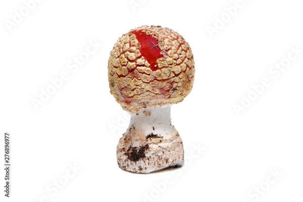 Fototapeta Fly agaric on a white background