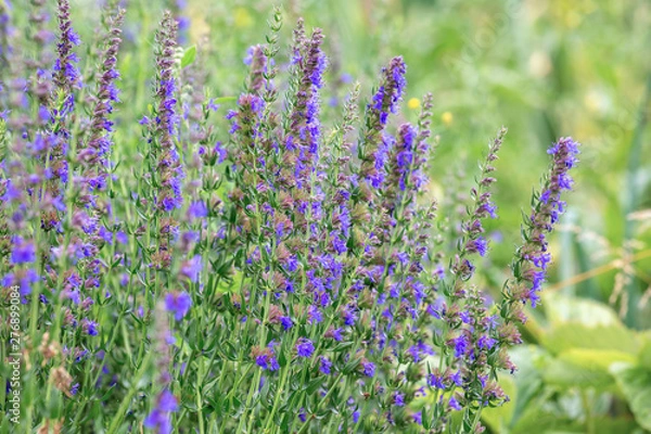 Fototapeta Hyssopus officinalis, known as hyssop, is a herbaceous flowering plant used in traditional medicine and cooking, as well as beekeepers for the production of rich aromatic honey