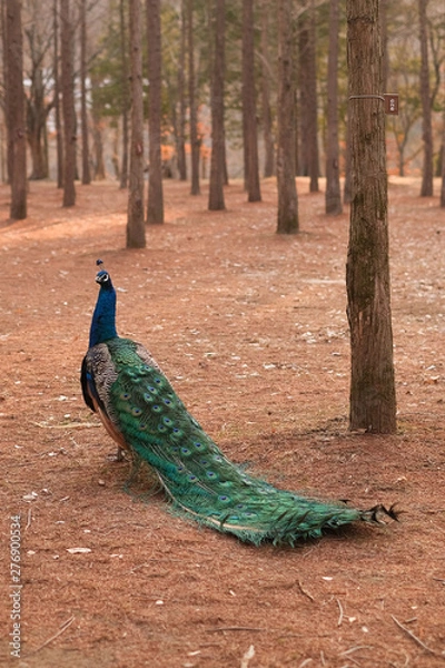 Fototapeta Peacock walking on a park during winter.