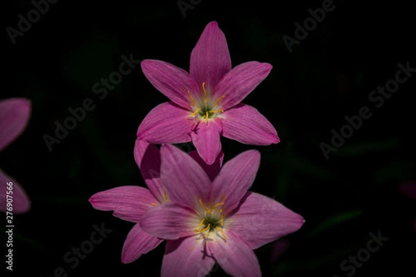 Obraz pink flower on black background