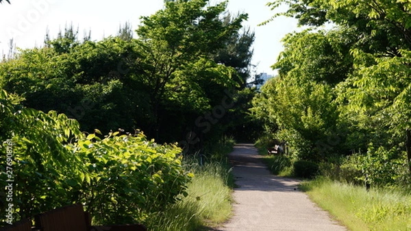 Obraz 숲 속 걷기 편한 길