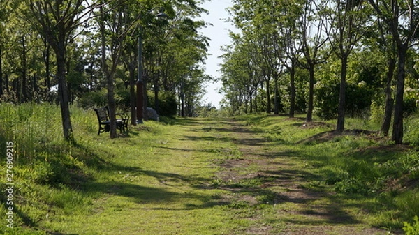 Obraz 숲 속 걷기 편한 길