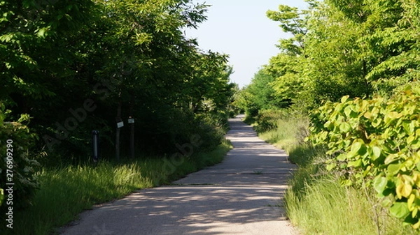 Fototapeta 숲 속 걷기 편한 길