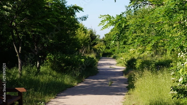 Obraz 숲 속 걷기 편한 길