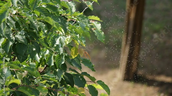 Obraz 너무도 작은 생명체