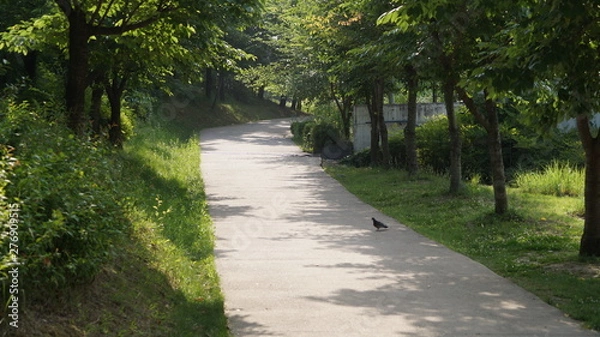 Obraz 까치도 걸어다니는 숲길