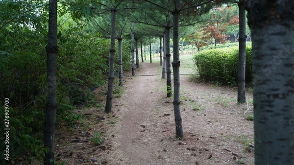 Obraz 모두에게 보이는 숲길