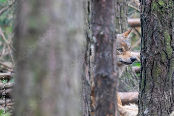 Fototapeta Eurasian wolf, Canis lupus lupus, spied through the pine trees during summer/spring.