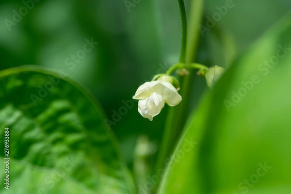 Obraz モロッコインゲンの花