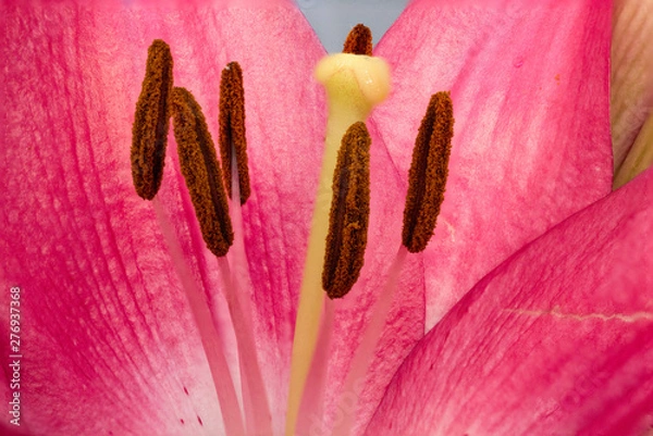 Fototapeta Closeup inside of a lily flower