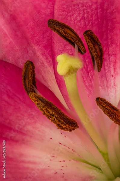 Fototapeta Closeup inside of a lily flower