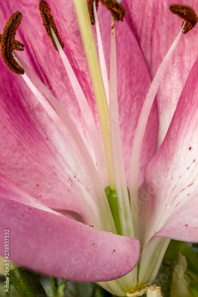 Fototapeta Closeup inside of a lily flower