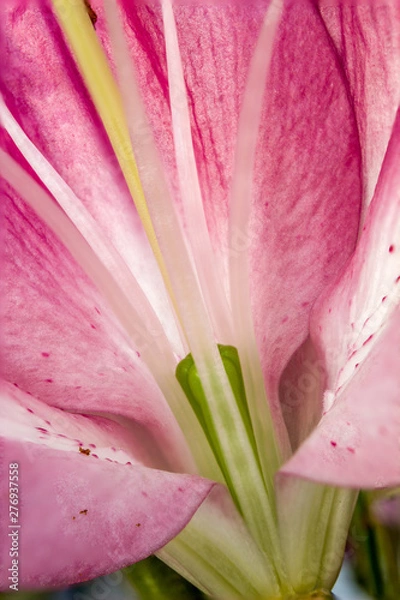 Fototapeta Closeup inside of a lily flower