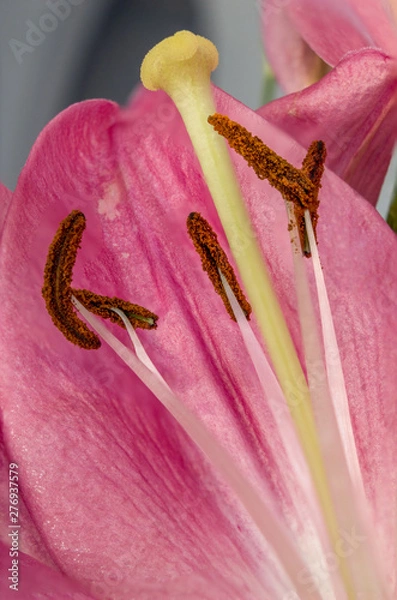 Fototapeta Closeup inside of a lily flower
