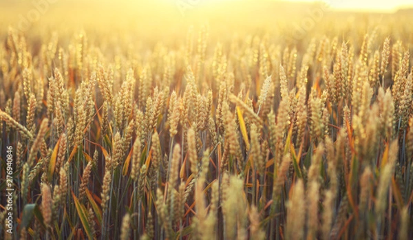 Obraz rye field at sunset ,harvest background