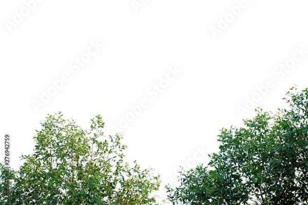 Fototapeta Tropical plant leaves with branches growing in botanical garden and warm light on white isolated background for green foliage backdrop 