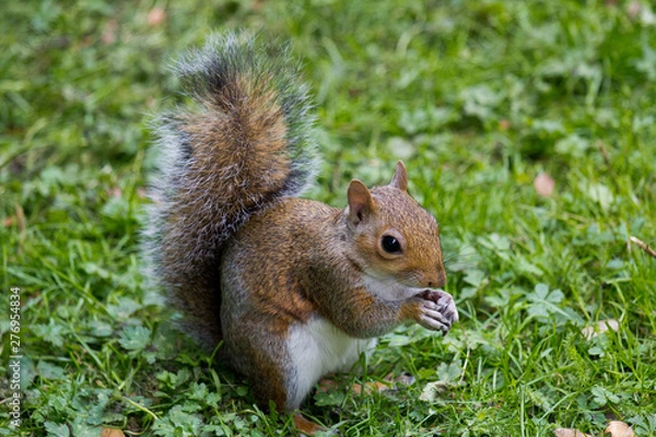 Fototapeta Cute Eastern gray squirrel, sciurus carolinensis, with bright black eyes and fluffy tail sitting and eating peanut in paws in autumn day