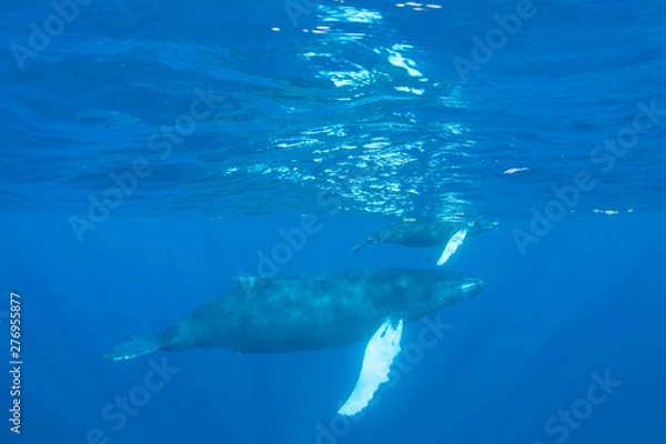 Fototapeta Mother and calf Humpback whales, Megaptera novaeangliae, swim in the blue, sunlit waters of the Caribbean Sea. The Atlantic Humpback population migrates to the Caribbean to breed and give birth.