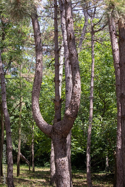 Obraz Pine in the forest in the shape of the letter epsilon