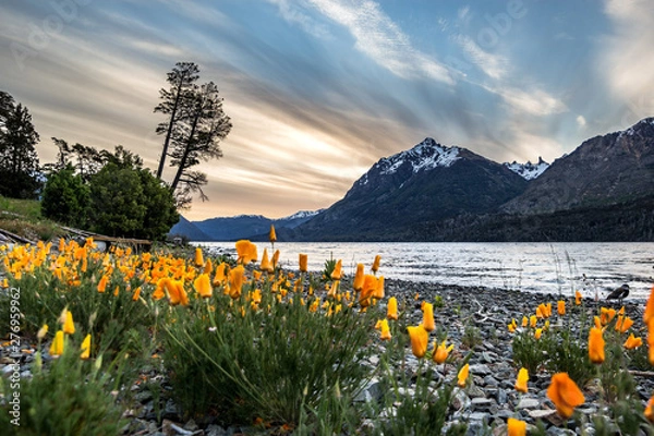 Obraz flowers in mountains