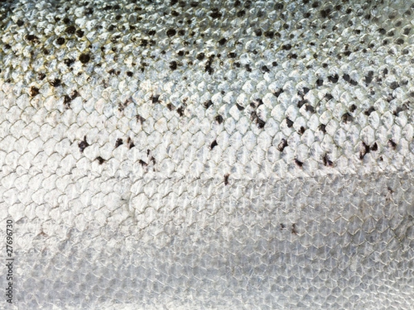 Obraz Fischschuppen