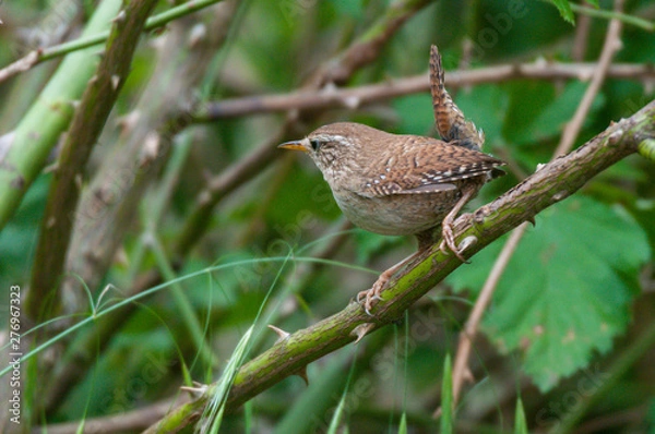 Fototapeta Zaunkönig