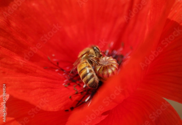 Obraz Biene auf Blüte