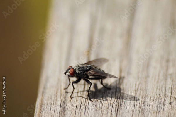 Obraz Fliege auf altem Holz