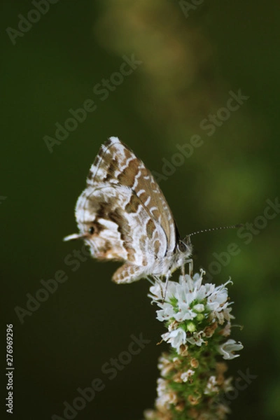 Obraz Falter auf weißer Blume