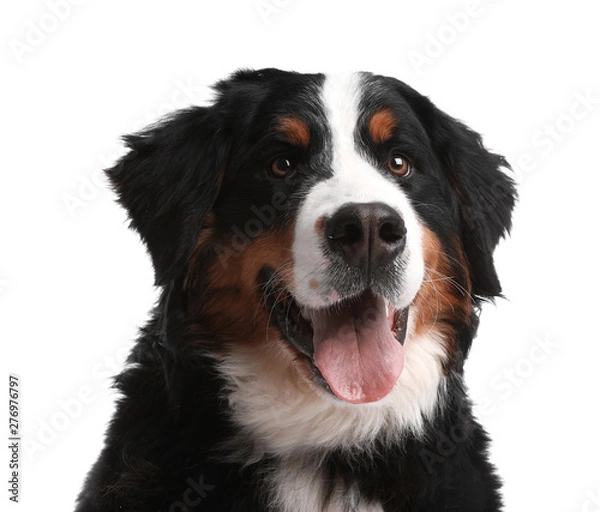 Fototapeta Funny Bernese mountain dog on white background