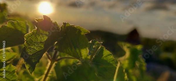 Obraz leaves in water