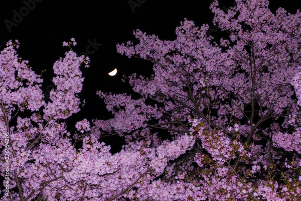 Fototapeta Crescent Moon Cherry Blossoms