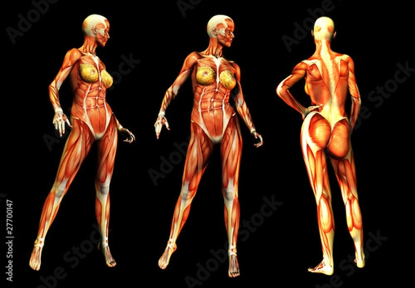 Obraz Females With Muscles