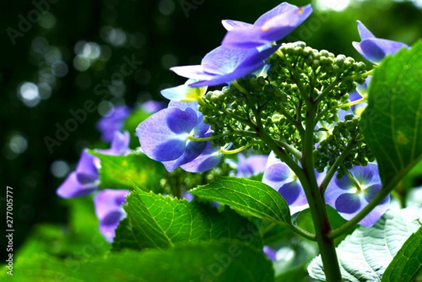 Obraz 見上げると花びらの影ができているガクアジサイ