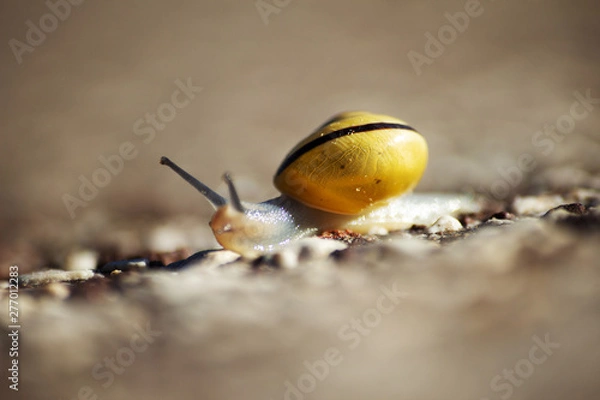 Obraz Gelbe Schnecke auf Steinboden