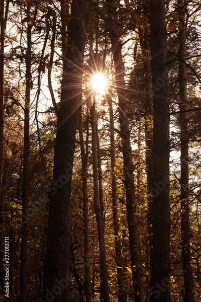 Obraz Sonne scheint durch Wald im Herbst