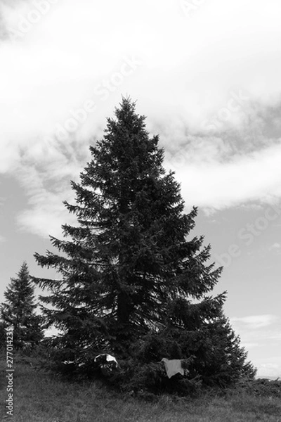 Obraz Baum und wolkiger Himmel