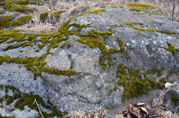 Fototapeta Natural moss on the stone