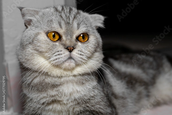 Obraz So cute scottish fold cat.