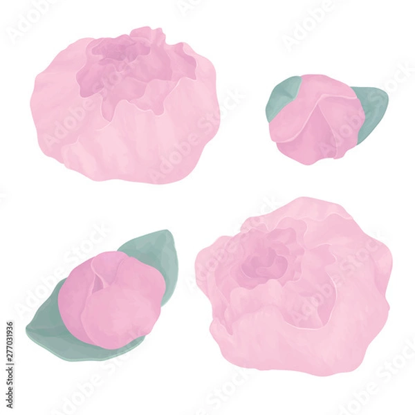 Fototapeta Set with peony flower. Object with transparent. EPS 10.