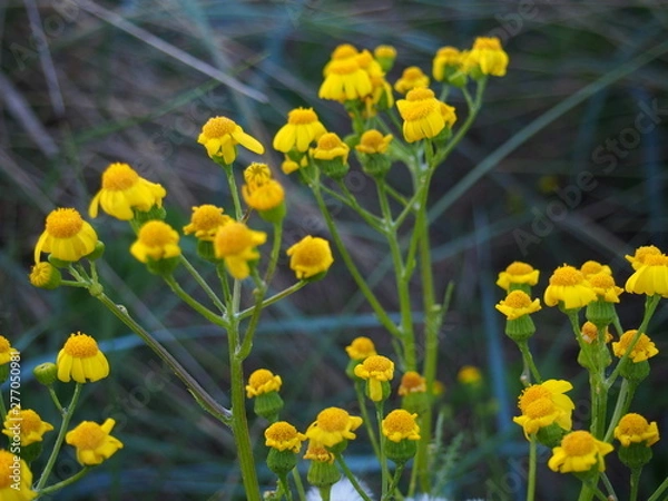 Fototapeta Strandblume