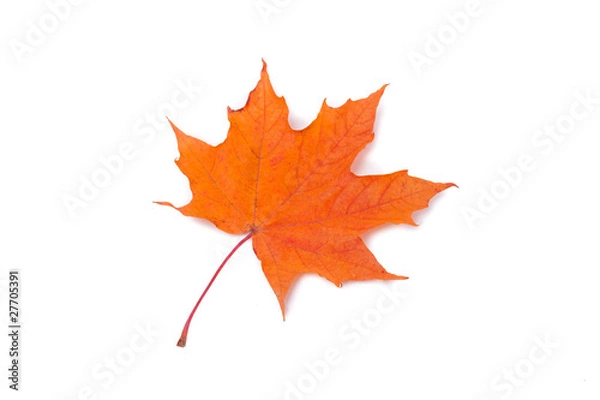 Fototapeta Jesienny liść