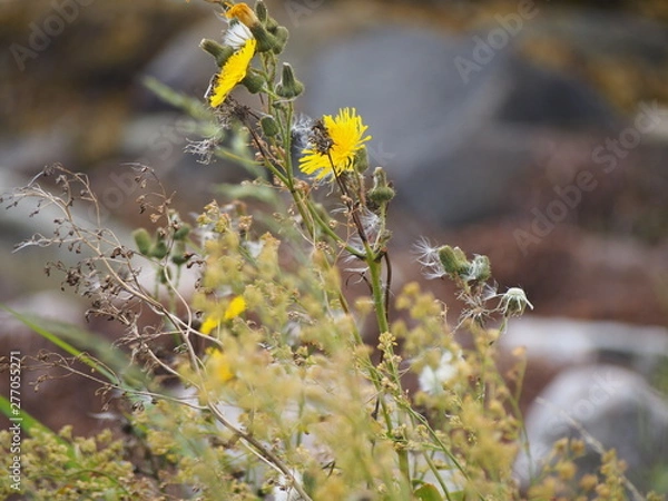 Fototapeta Strandblumen