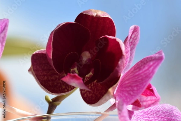 Obraz Orchidee ,lila